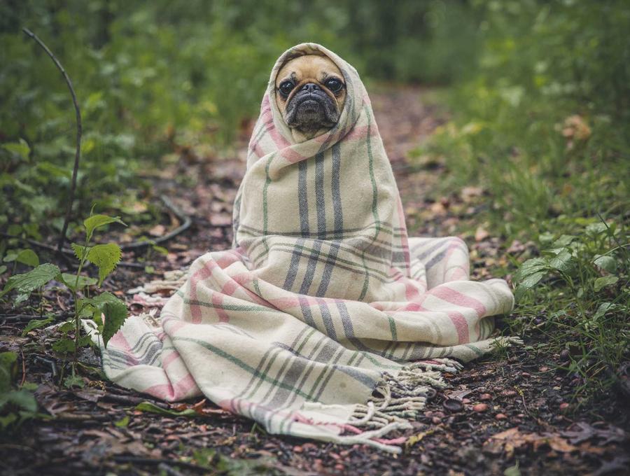 Foto de um cão